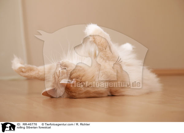 rolling Siberian forestcat / RR-46776