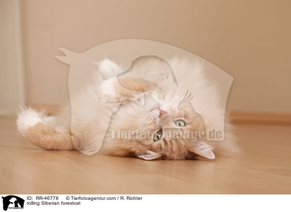 Sibirische Katze wlzt sich / rolling Siberian forestcat / RR-46778