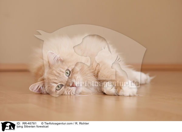 lying Siberian forestcat / RR-46781