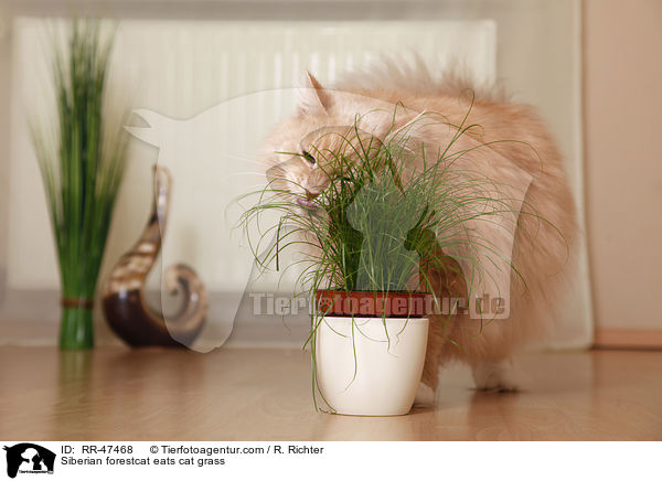 Siberian forestcat eats cat grass / RR-47468