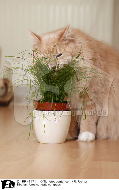 Siberian forestcat eats cat grass / RR-47471