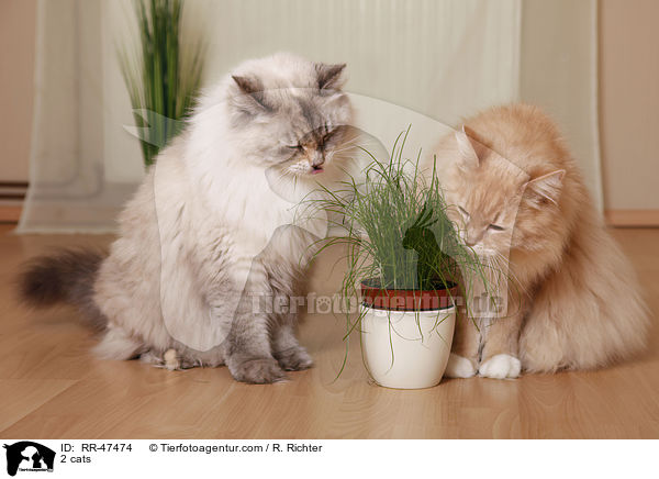 2 cats / RR-47474