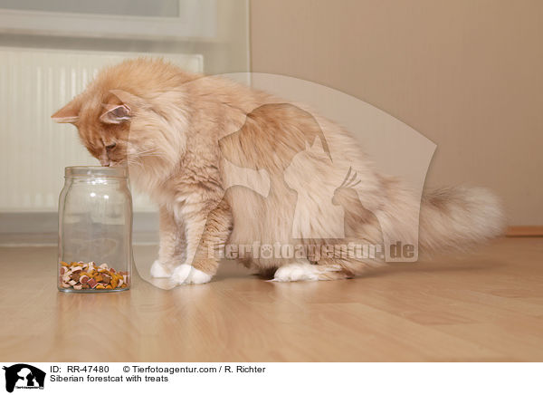 Siberian forestcat with treats / RR-47480