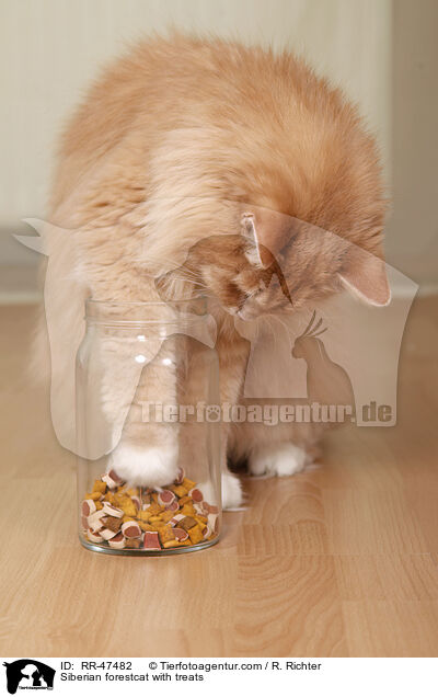 Siberian forestcat with treats / RR-47482