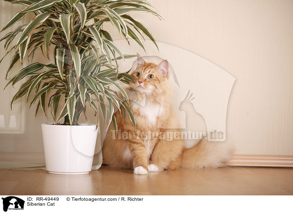 Siberian Cat / RR-49449
