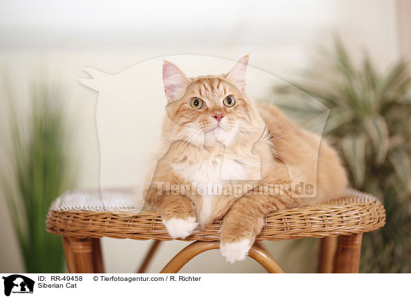 Siberian Cat / RR-49458