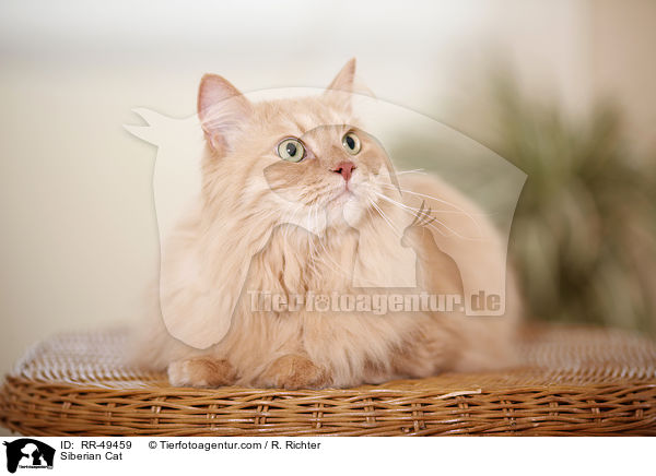 Siberian Cat / RR-49459