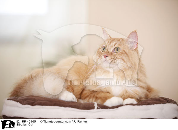 Siberian Cat / RR-49465