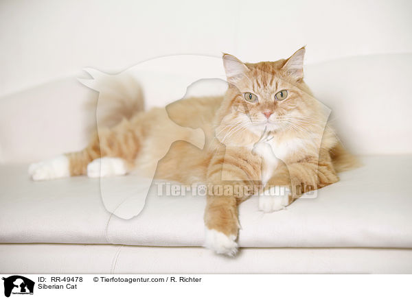 Siberian Cat / RR-49478