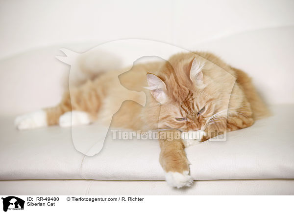 Siberian Cat / RR-49480