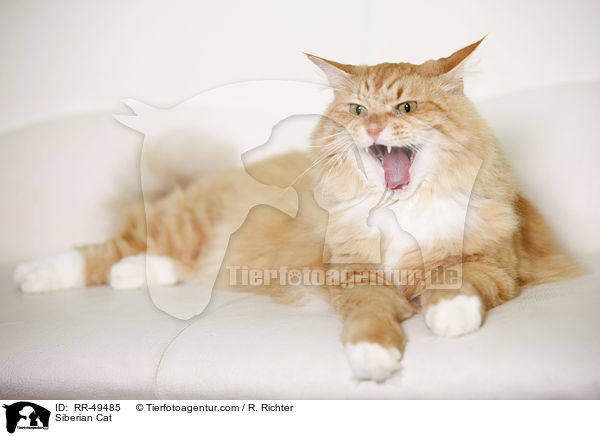 Sibirische Katze / Siberian Cat / RR-49485