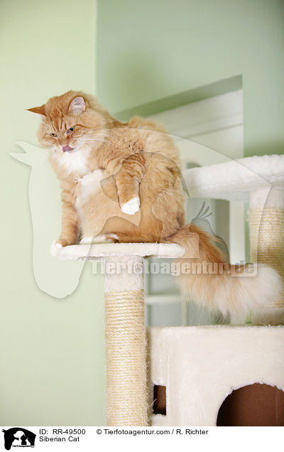 Siberian Cat / RR-49500