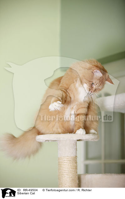 Siberian Cat / RR-49504