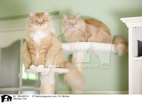 Siberian Cat / RR-49514