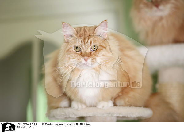 Siberian Cat / RR-49515