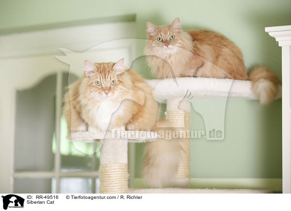 Siberian Cat / RR-49516