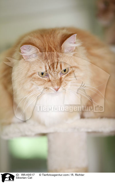 Siberian Cat / RR-49517