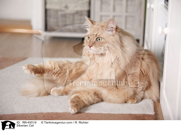 Sibirische Katze / Siberian Cat / RR-49519