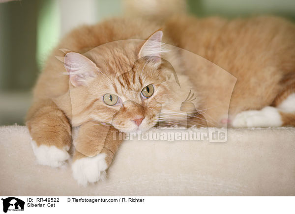 Siberian Cat / RR-49522