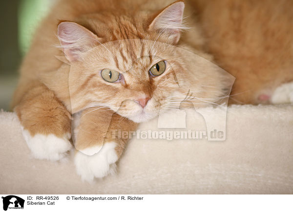 Siberian Cat / RR-49526