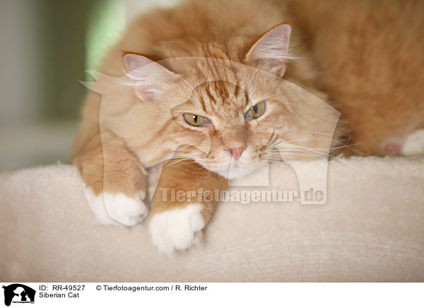 Siberian Cat / RR-49527