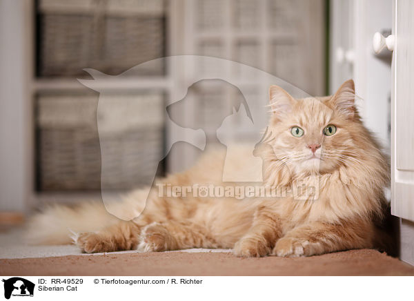 Siberian Cat / RR-49529