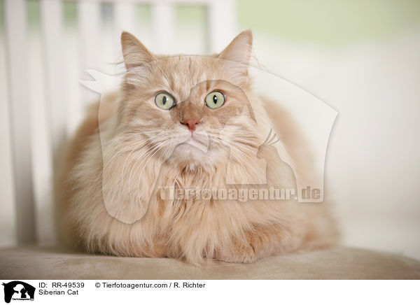 Sibirische Katze / Siberian Cat / RR-49539