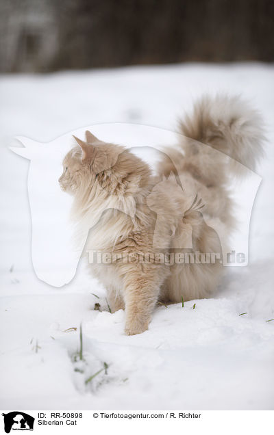 Siberian Cat / RR-50898
