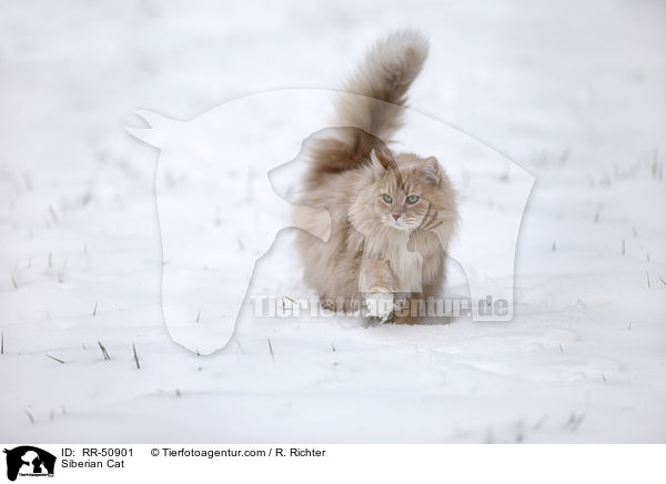 Siberian Cat / RR-50901