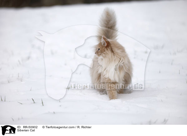 Siberian Cat / RR-50902