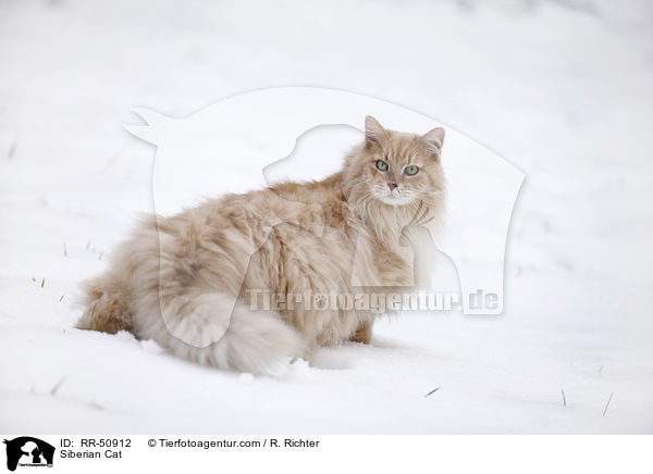 Siberian Cat / RR-50912