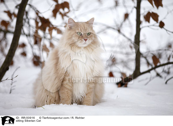 sitting Siberian Cat / RR-50916