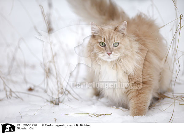 Siberian Cat / RR-50920