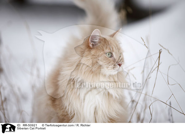 Siberian Cat Portrait / RR-50921