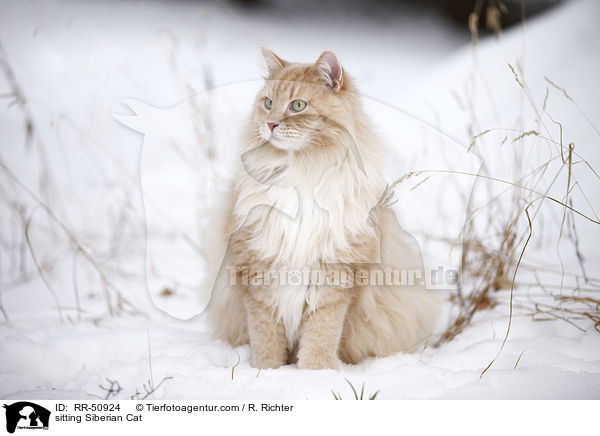sitting Siberian Cat / RR-50924