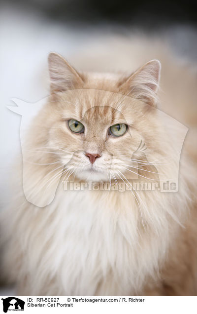 Siberian Cat Portrait / RR-50927