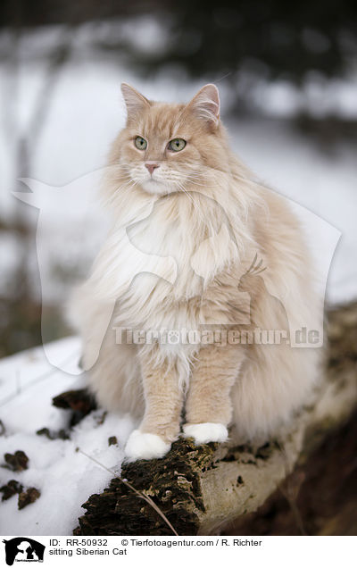 sitting Siberian Cat / RR-50932