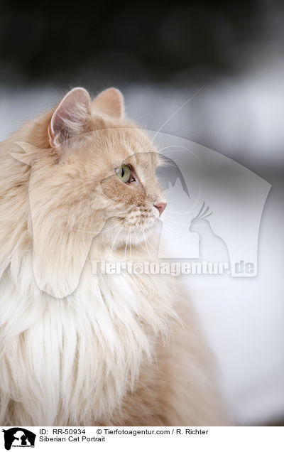Siberian Cat Portrait / RR-50934