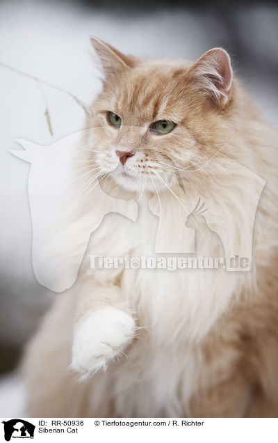 Siberian Cat / RR-50936