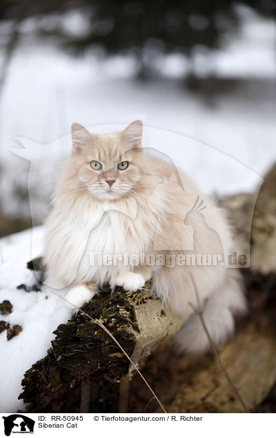 Siberian Cat / RR-50945