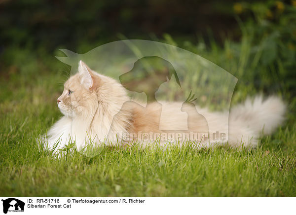 Siberian Forest Cat / RR-51716