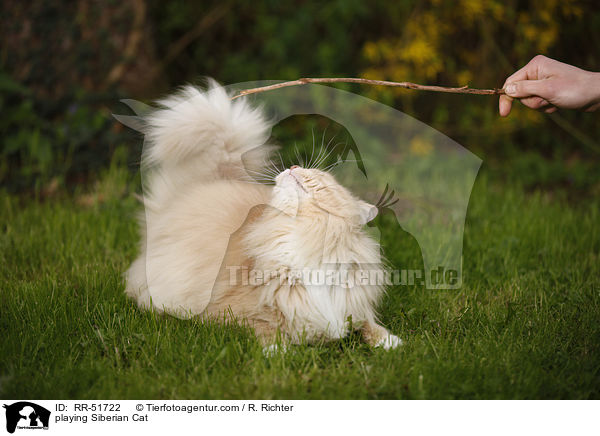 spielende Sibirische Katze / playing Siberian Cat / RR-51722