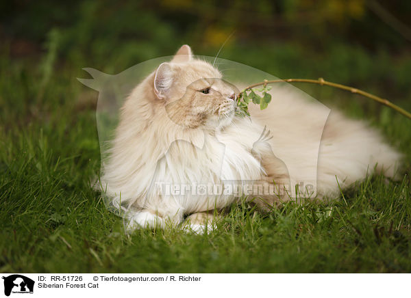 Sibirische Katze / Siberian Forest Cat / RR-51726