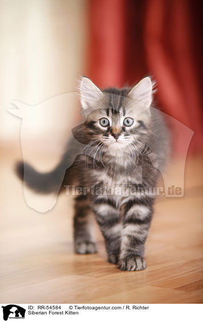 Sibirisches Ktzchen / Siberian Forest Kitten / RR-54584