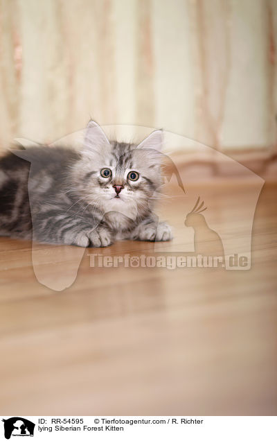 liegendes Sibirisches Ktzchen / lying Siberian Forest Kitten / RR-54595