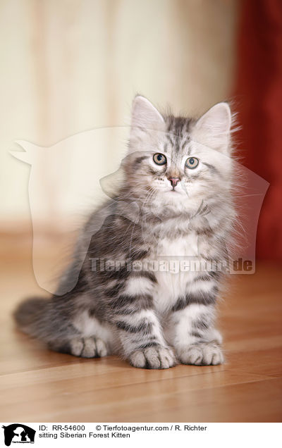 sitzendes Sibirisches Ktzchen / sitting Siberian Forest Kitten / RR-54600