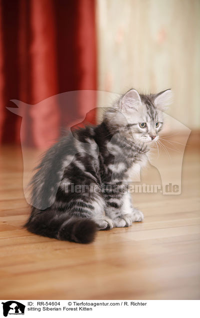sitzendes Sibirisches Ktzchen / sitting Siberian Forest Kitten / RR-54604