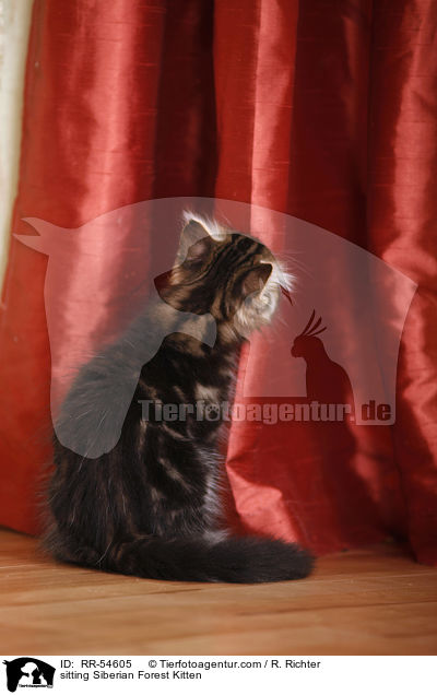 sitzendes Sibirisches Ktzchen / sitting Siberian Forest Kitten / RR-54605