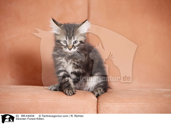 Siberian Forest Kitten / RR-54608