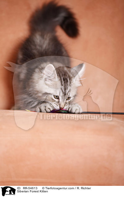 Sibirisches Ktzchen / Siberian Forest Kitten / RR-54613
